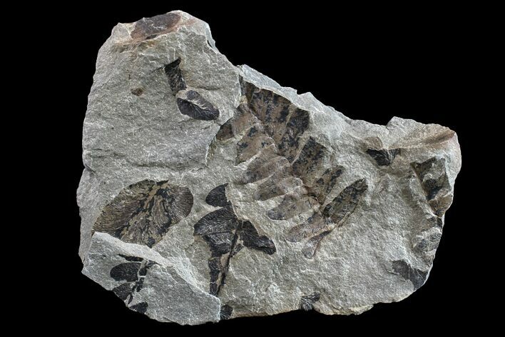 Fossil Fern (Neuropteris & Macroneuropteris) Plate - Kentucky #154671